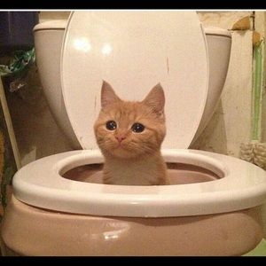 Meet your Posher, Annalisa